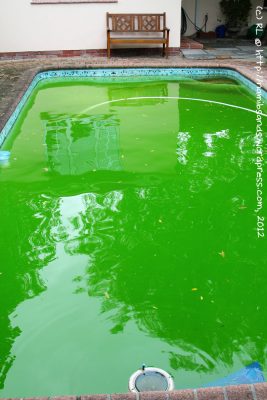 luminous green pool 1480